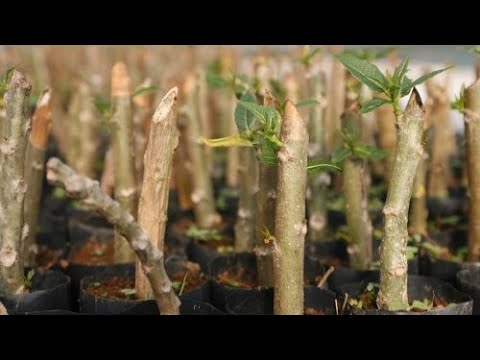 Vapes com Sabor Frutado de Limão: Uma Experiência Refrescante