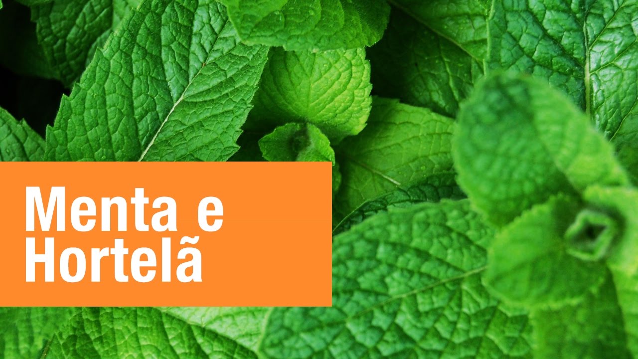 Sabores Refrescantes de Menta: Uma Explosão de Frescor para o Verão